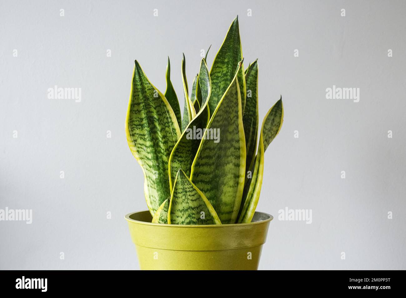 Dracaena trifasciata, snake plant, house plant, pot plant, home decor Stock Photo