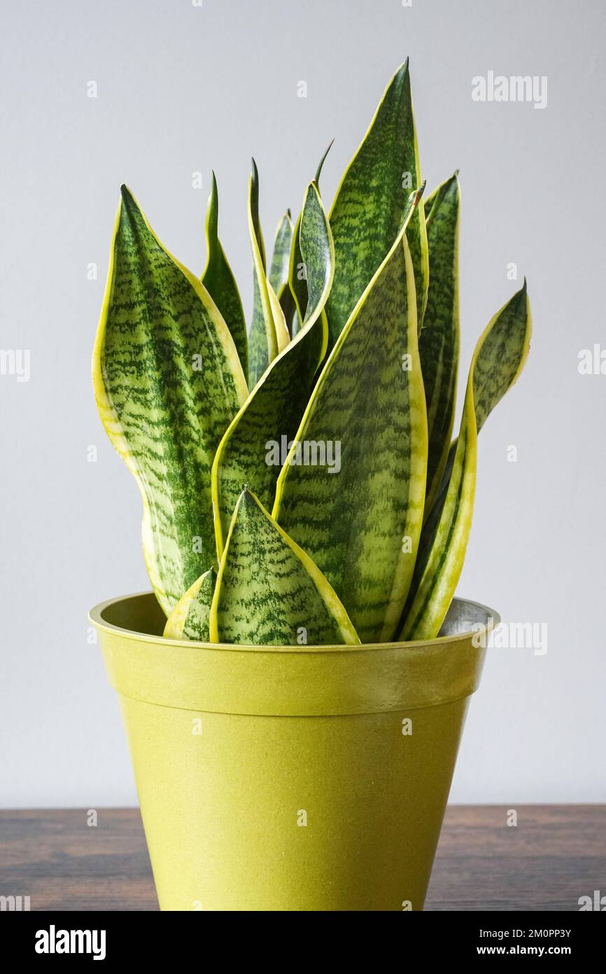 Dracaena trifasciata, snake plant, house plant, pot plant, home decor Stock Photo