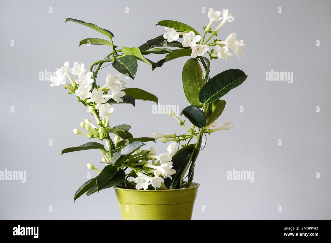 Stephanotis floribunda house plant, pot plant, home decor Stock Photo