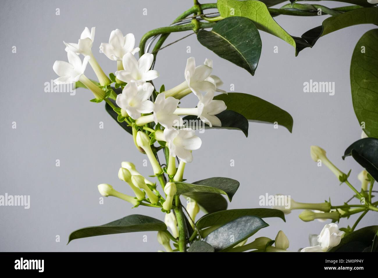 Stephanotis floribunda house plant, pot plant, home decor Stock Photo