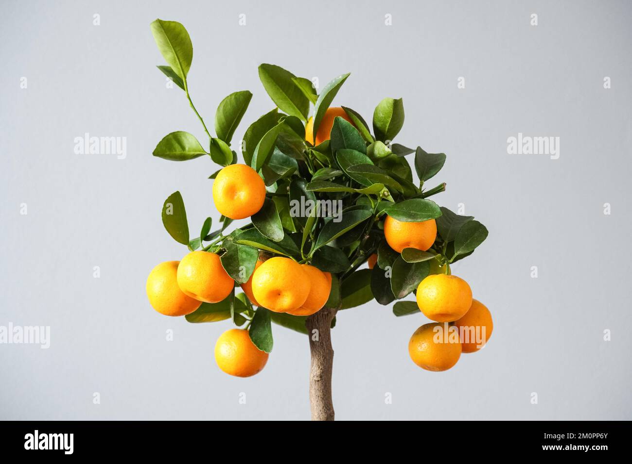Calamondin Orange tree, house plant, pot plant, home decor Stock Photo