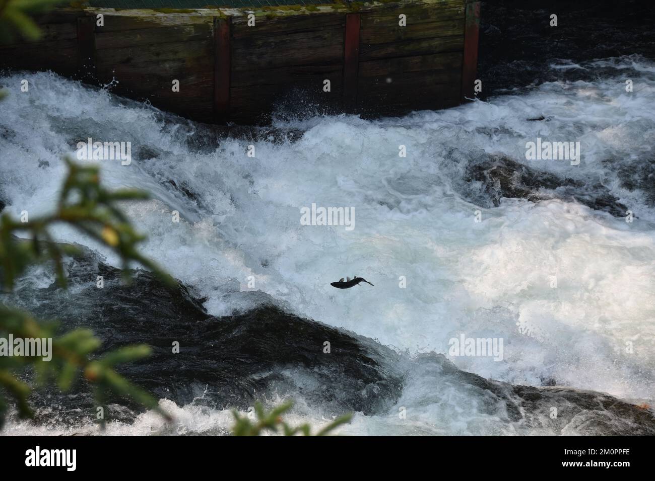 Salmon jumping in roaring river Stock Photo Alamy