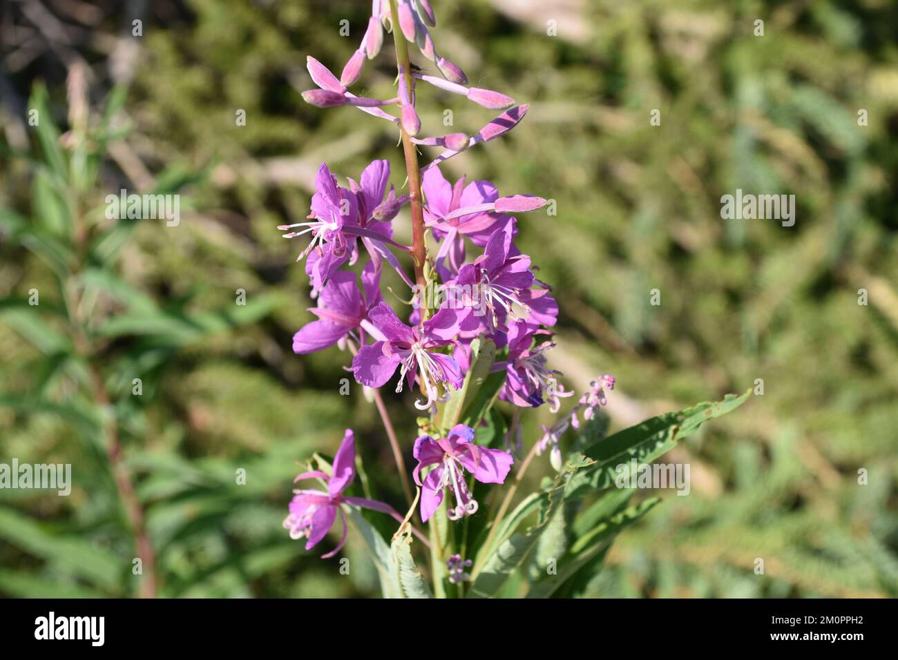 Purple wild flowers in bloom Stock Photo - Alamy