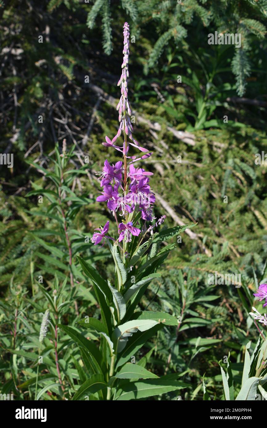 Purple wild flowers in bloom Stock Photo