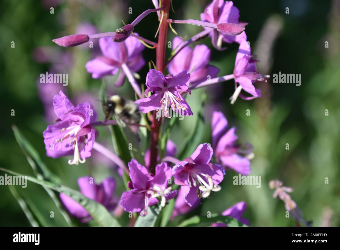 Purple wild flowers in bloom Stock Photo