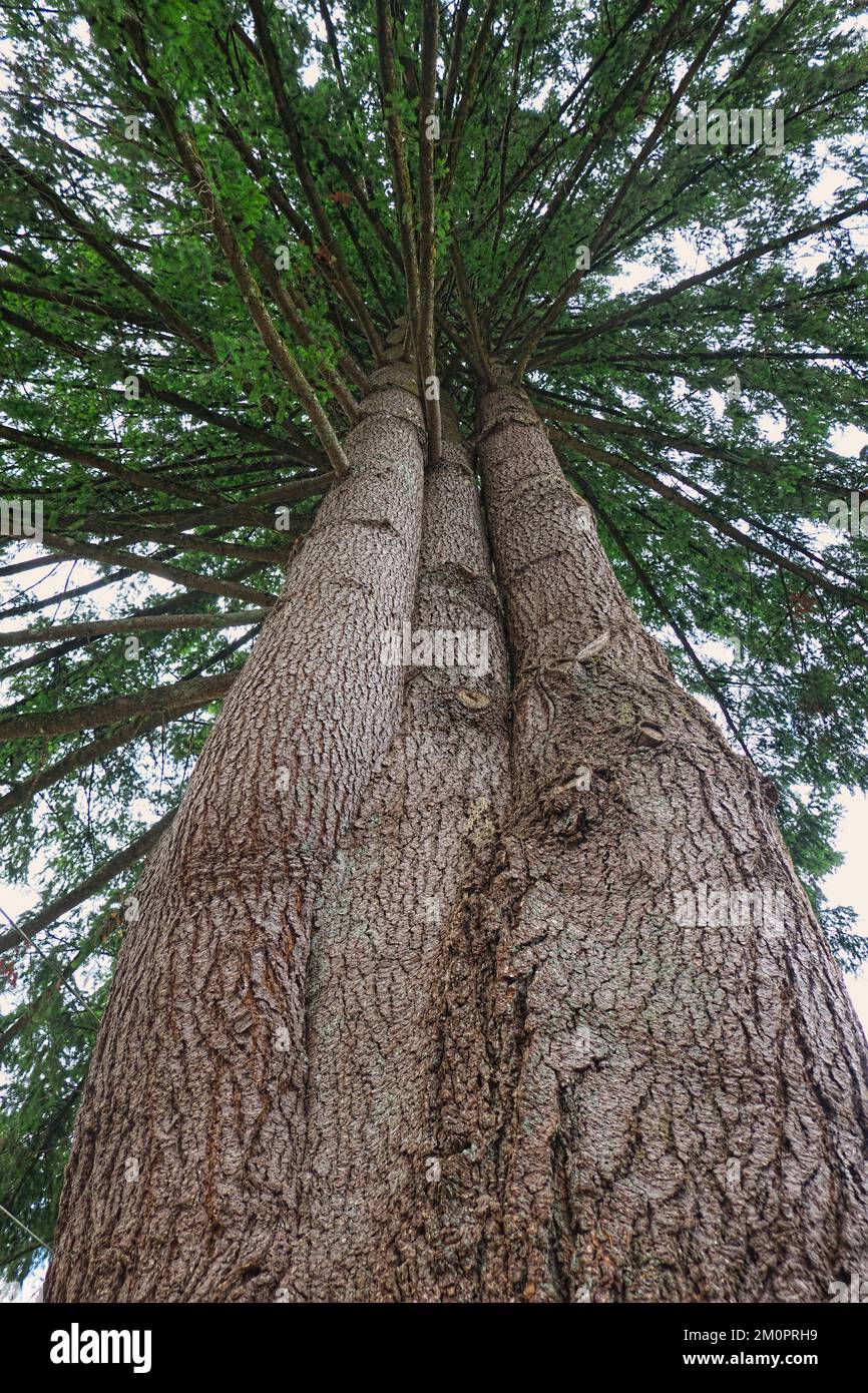 Douglas Fir tree (Pseudotsuga menziesii) - looking skyward along a multi-stemmed trunk to the spray of branches radiating out like ribs of an umbrella. Stock Photo