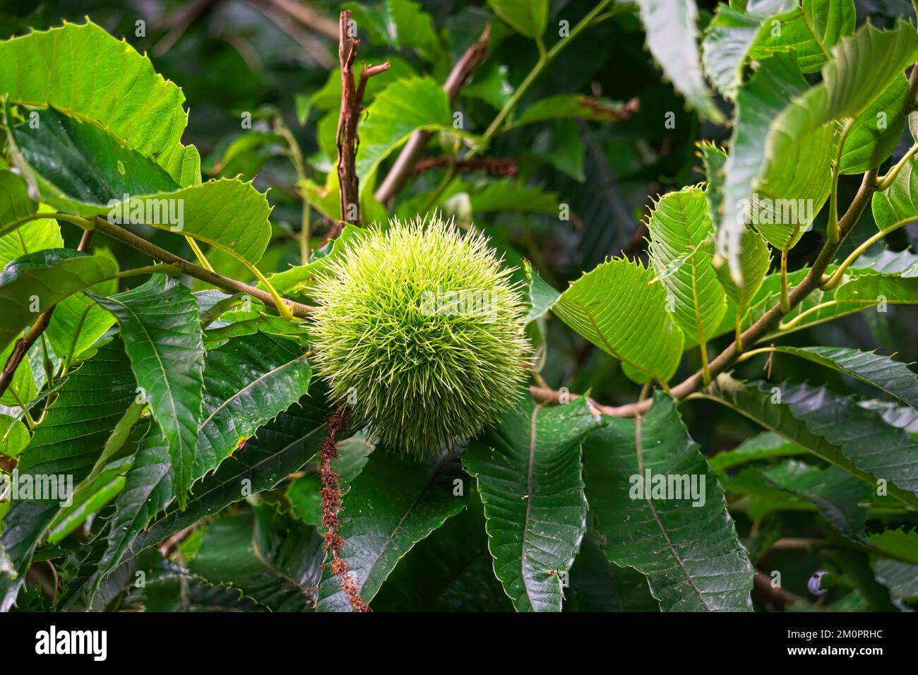 Spanish or Sweet Chestnut 2 (Castanea saliva) - nuts ripening on the tree encased in a quill-like bur. Stock Photo
