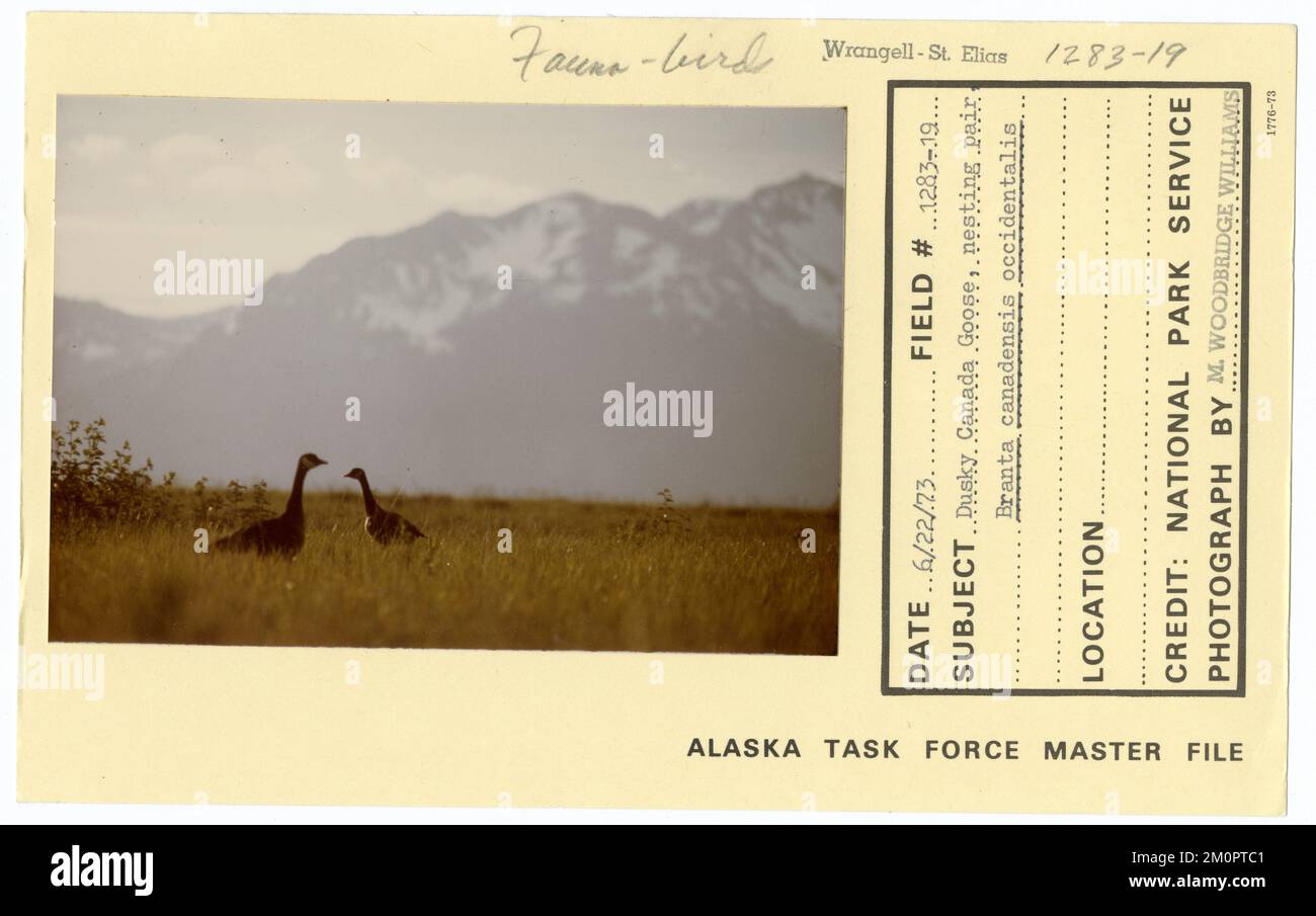 Dusky Canada Goose, nesting pair branta canadensis occidentalis. Alaska