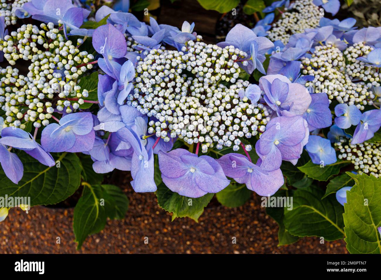 Blue Hydrangea macrophylla 'Zorro' , a vigorous lacecap hydrangea at RHS Garden, Wisely, Surrey, south-east England in summer Stock Photo