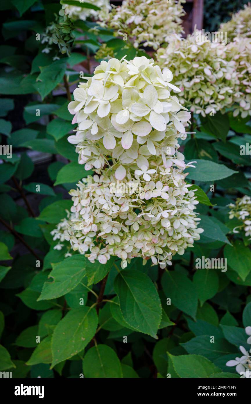 White to cream Hydrangea paniculata 'Limelight' in flower, growing in a garden in Surrey, south-east England in summer Stock Photo