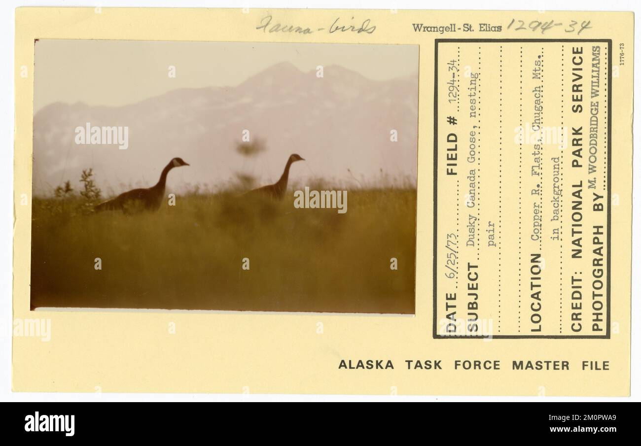Dusky Canada Goose, nesting pair. Alaska Task Force Photographs Stock
