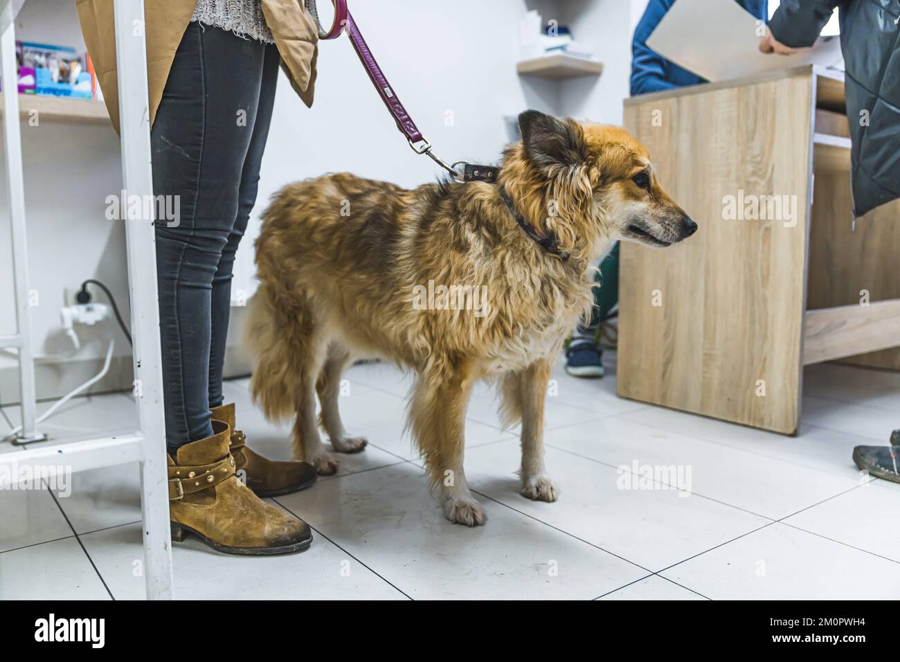 A dog on a leash with his owner at a veterinary clinic. High quality photo Stock Photo