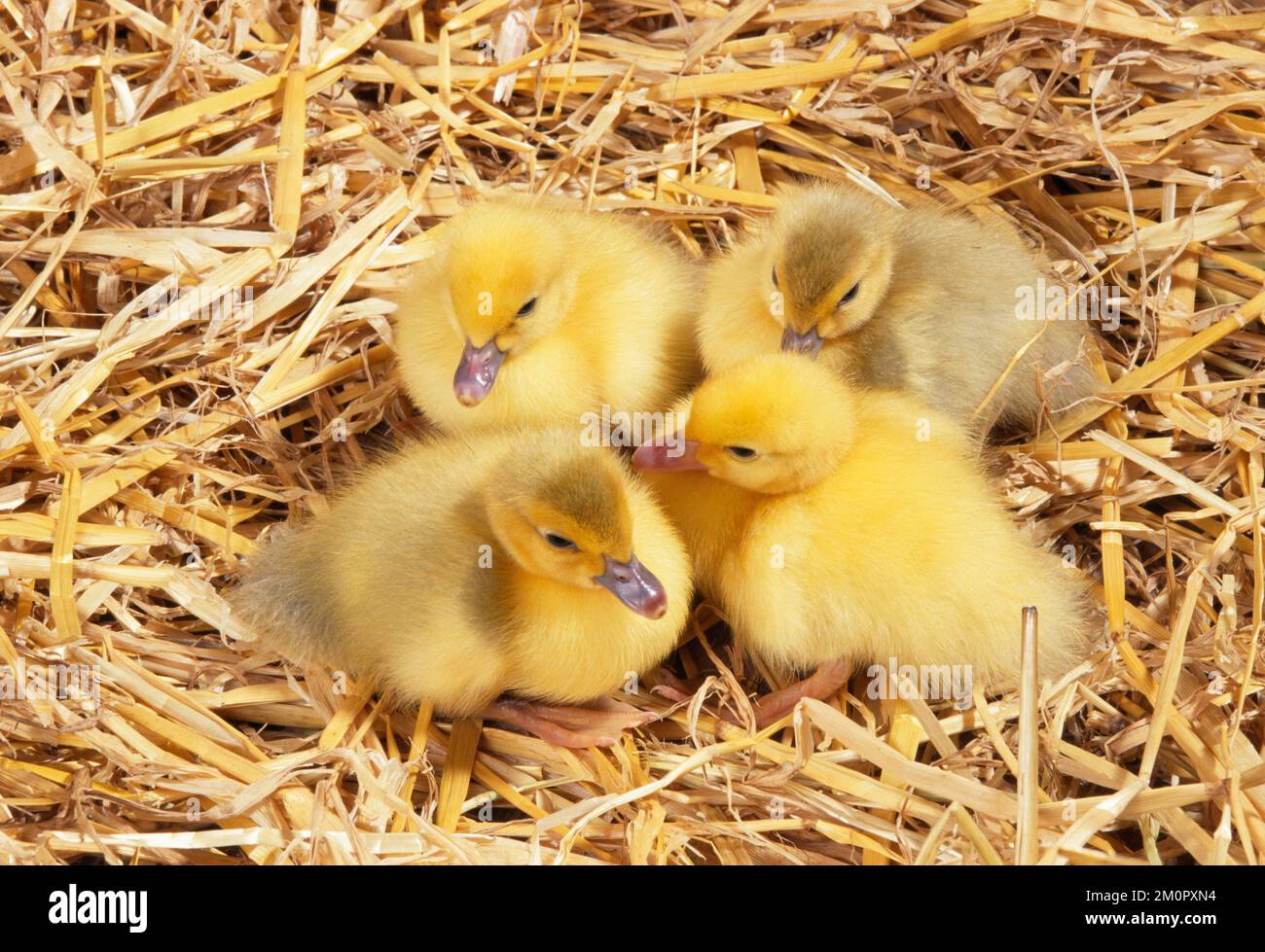 MUSCOVY DUCK - Ducklings huddled in straw Stock Photo