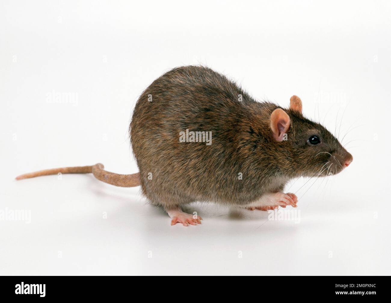 Brown / Common / Norway RAT - studio portrait Stock Photo