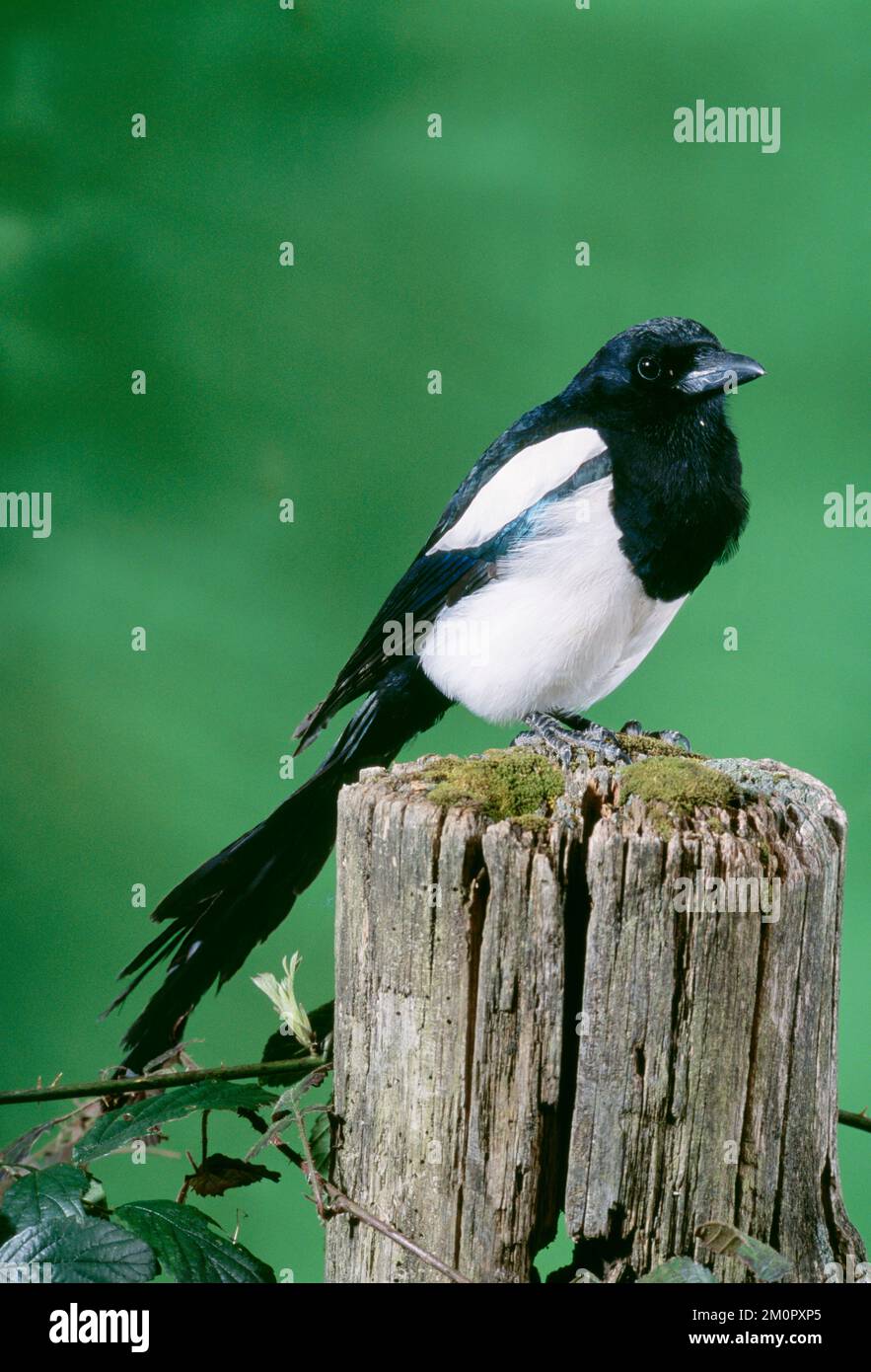 MAGPIE - ON FENCE POST Stock Photo