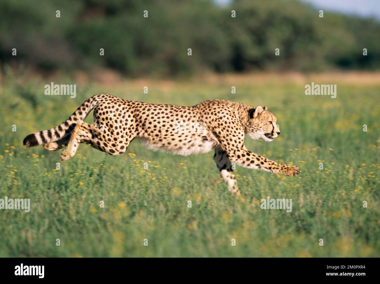 CHEETAH - running Stock Photo - Alamy
