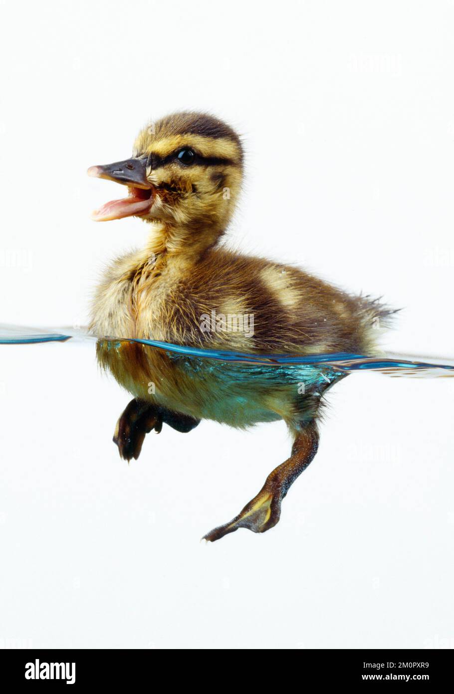 DUCK - Mallard duckling in water Stock Photo