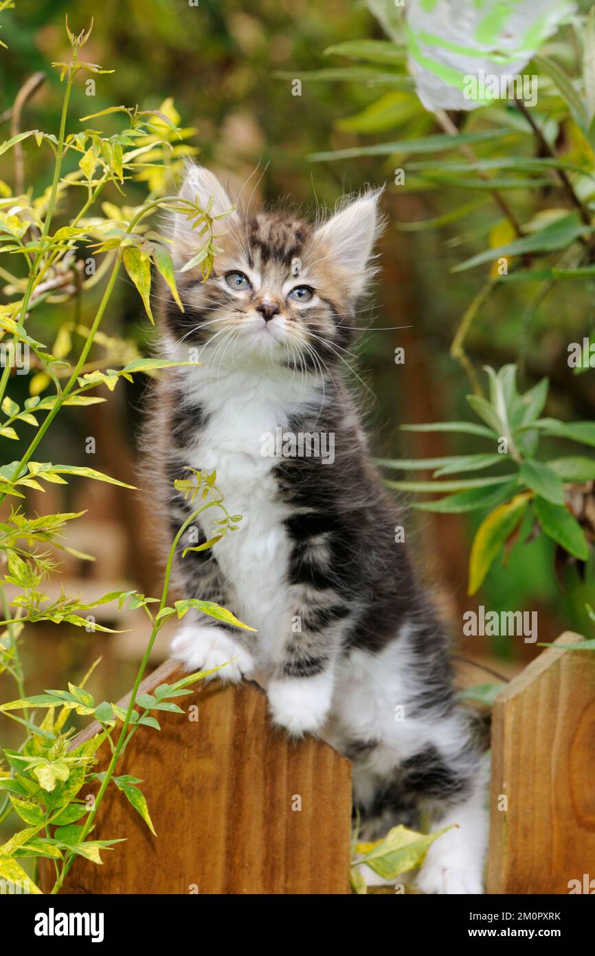 Cat - Kitten on wooden fence Stock Photo - Alamy