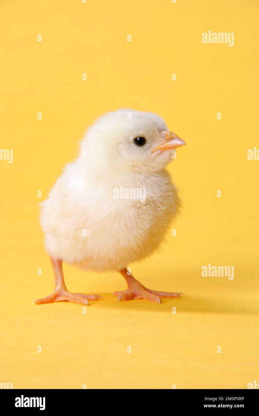 Chicken - chick on yellow background Stock Photo