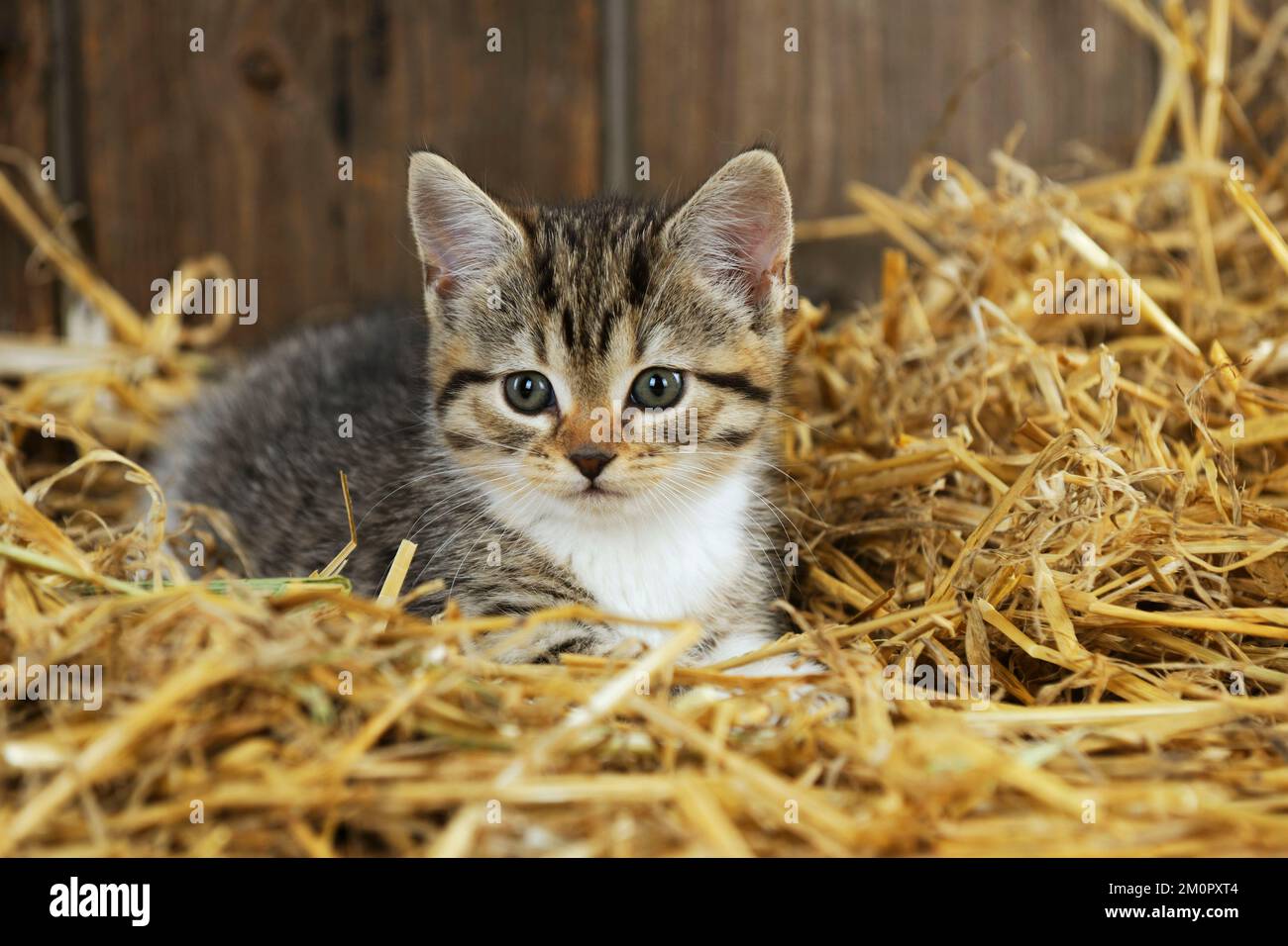 https://c8.alamy.com/comp/2M0PXT4/cat-kitten-sitting-in-straw-2M0PXT4.jpg