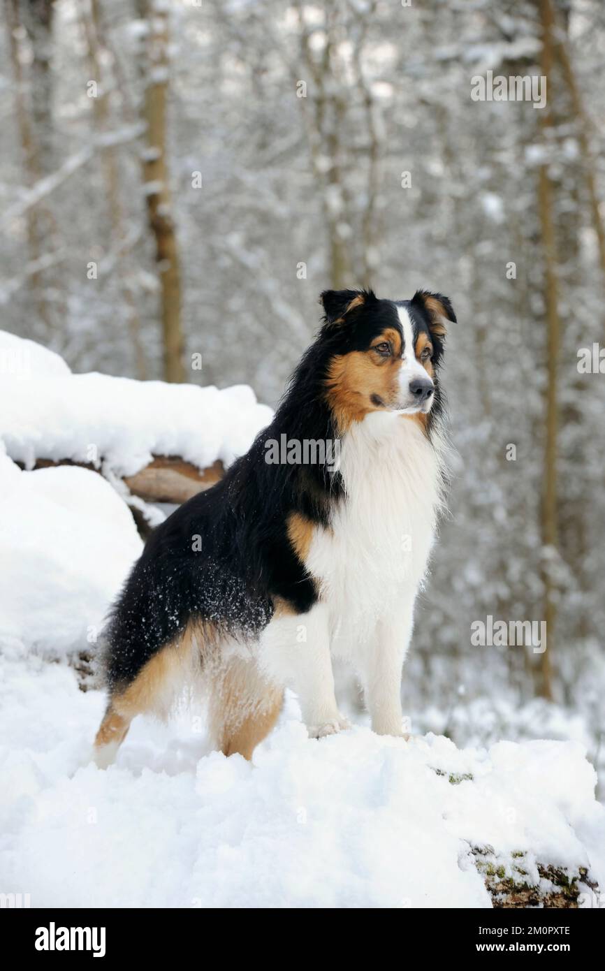 DOG. Australian shepherd standing on snow covered logs Stock Photo