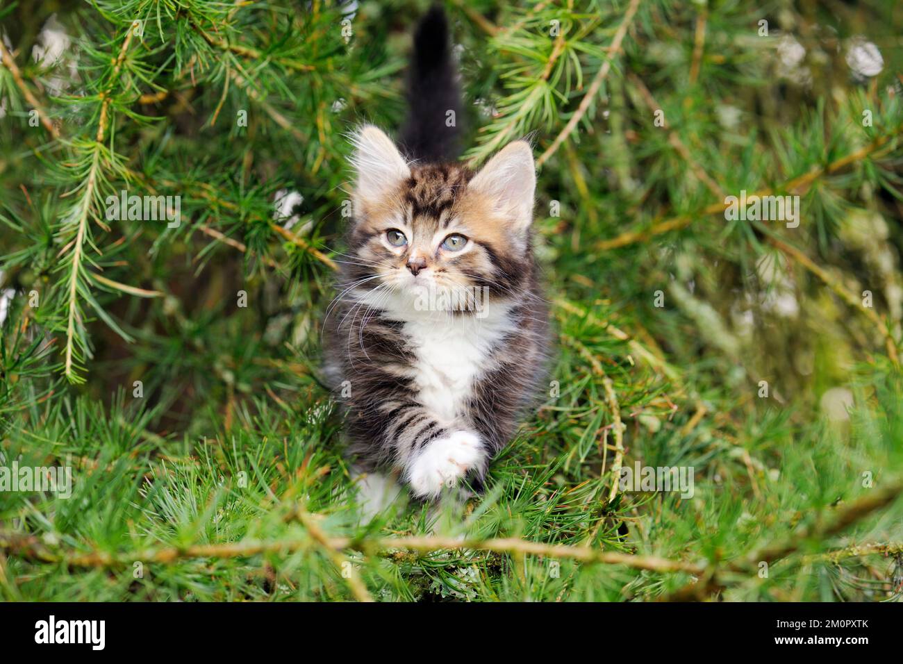 Cat Kitten in tree Stock Photo Alamy