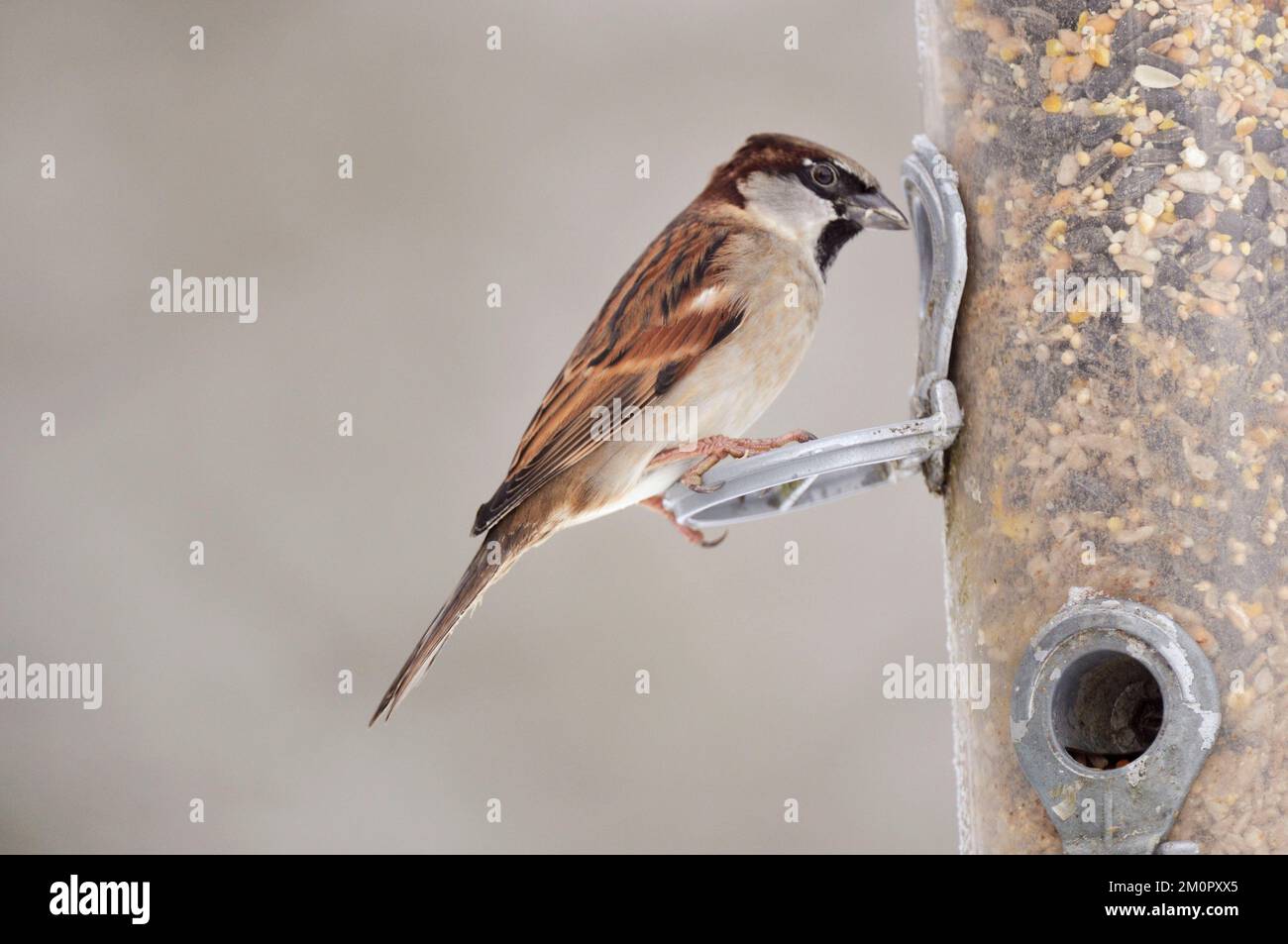 BIRD. House Sparrow on feeder in snow Stock Photo