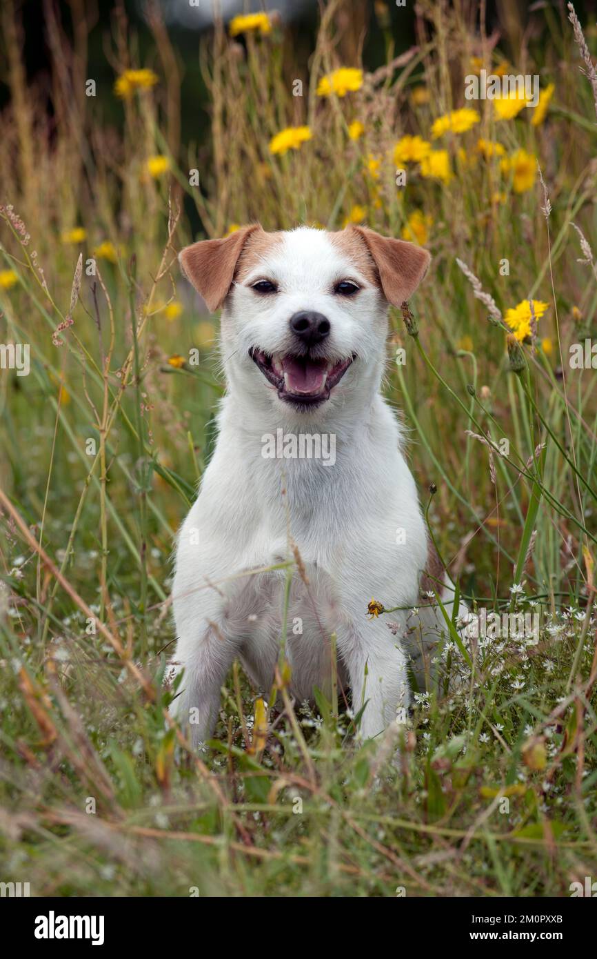 DOG - Jack Russell terrier Stock Photo