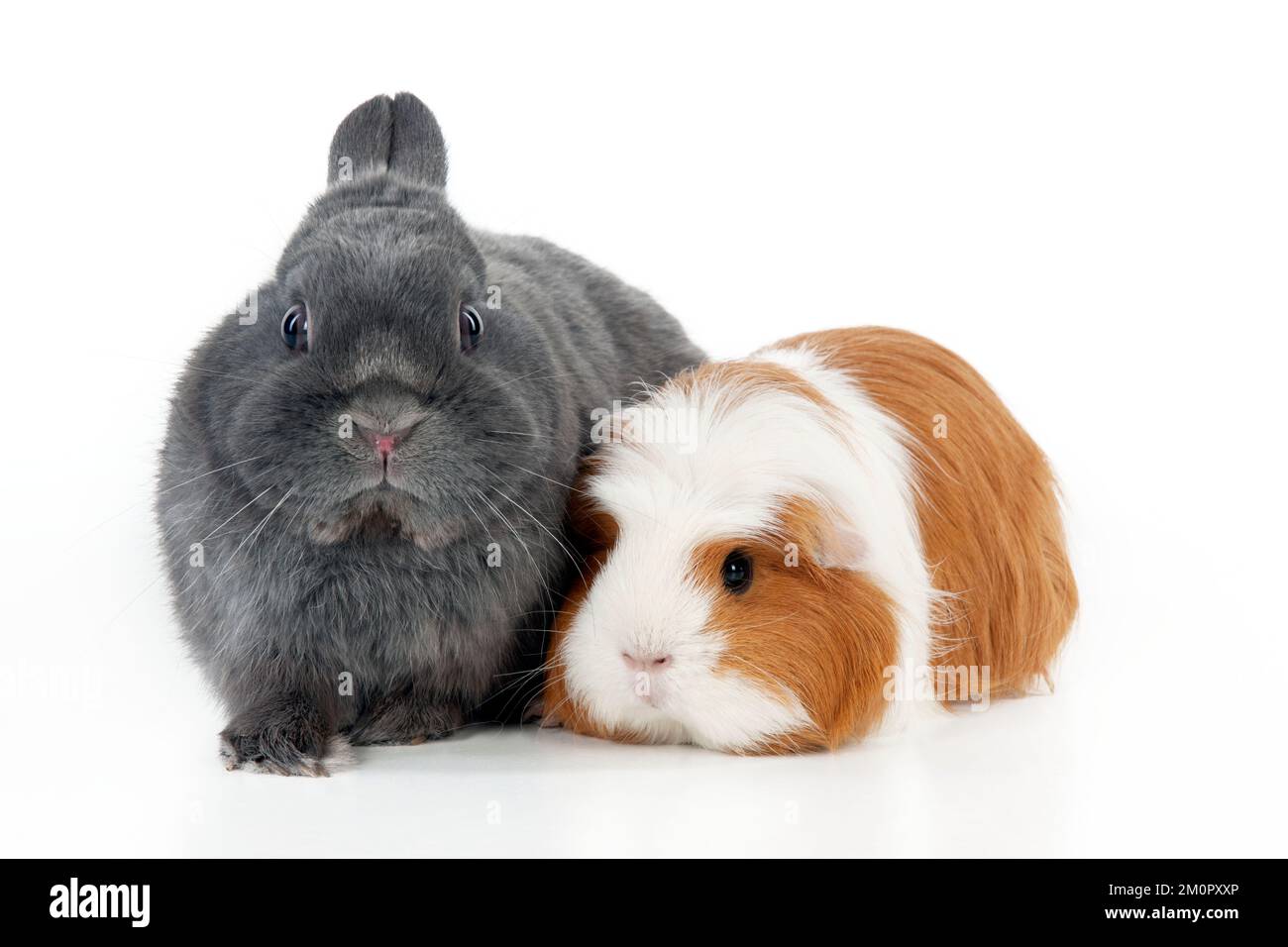 RABBIT & GUINEA PIG Dwarf rabbit sitting with guinea pig Stock Photo