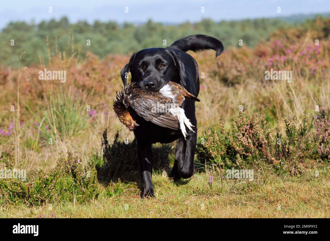 DOG. Labrador holding grouse in mouth walking through Stock Photo