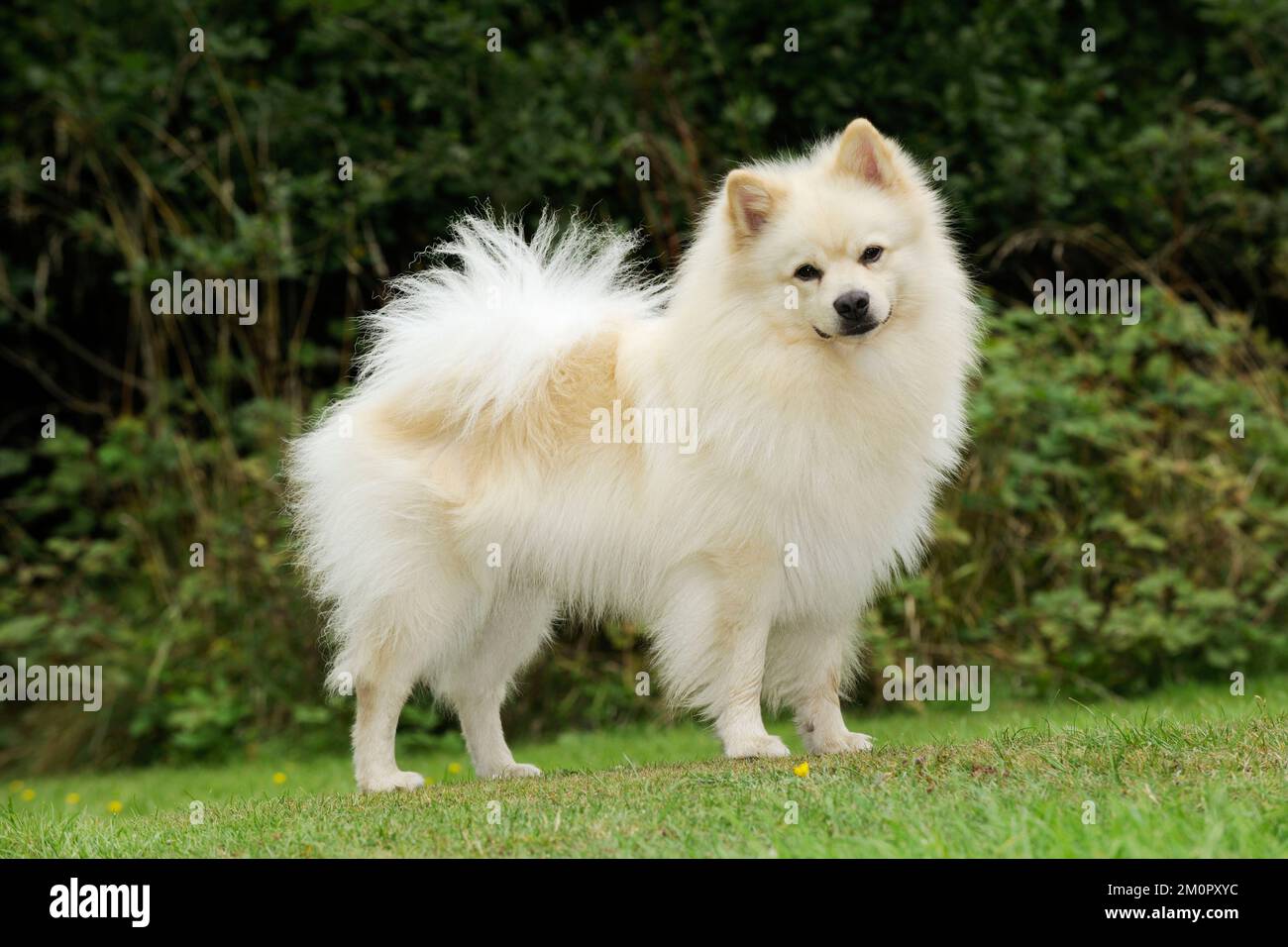 DOG. German Spitz Mittel Stock Photo Alamy
