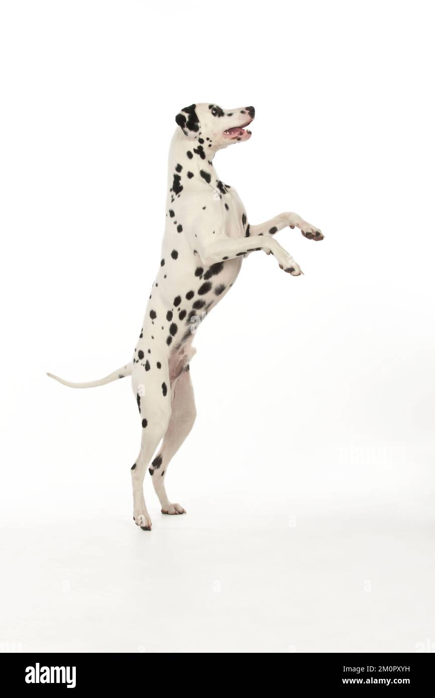 DOG - Dalmatian standing on its back legs Stock Photo