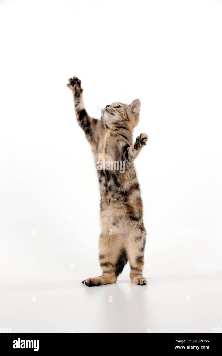 CAT - Kitten jumping Stock Photo