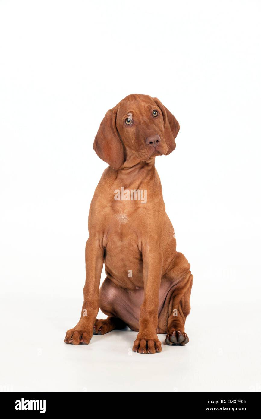 DOG Hungarian vizsla puppy sitting Stock Photo Alamy