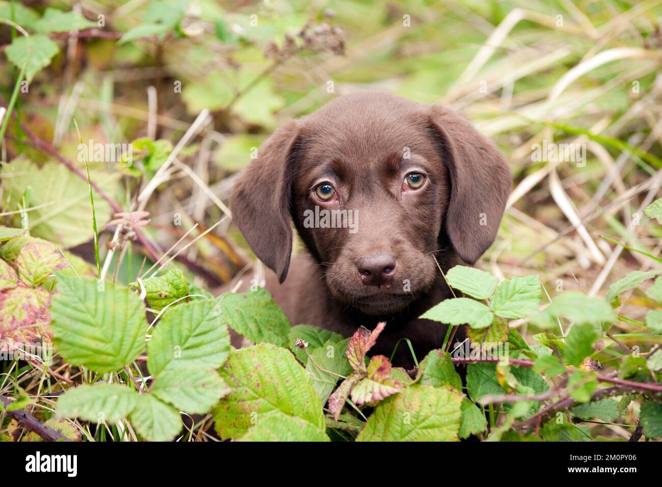 DOG Chocolate labrador puppy (13 weeks Stock Photo Alamy
