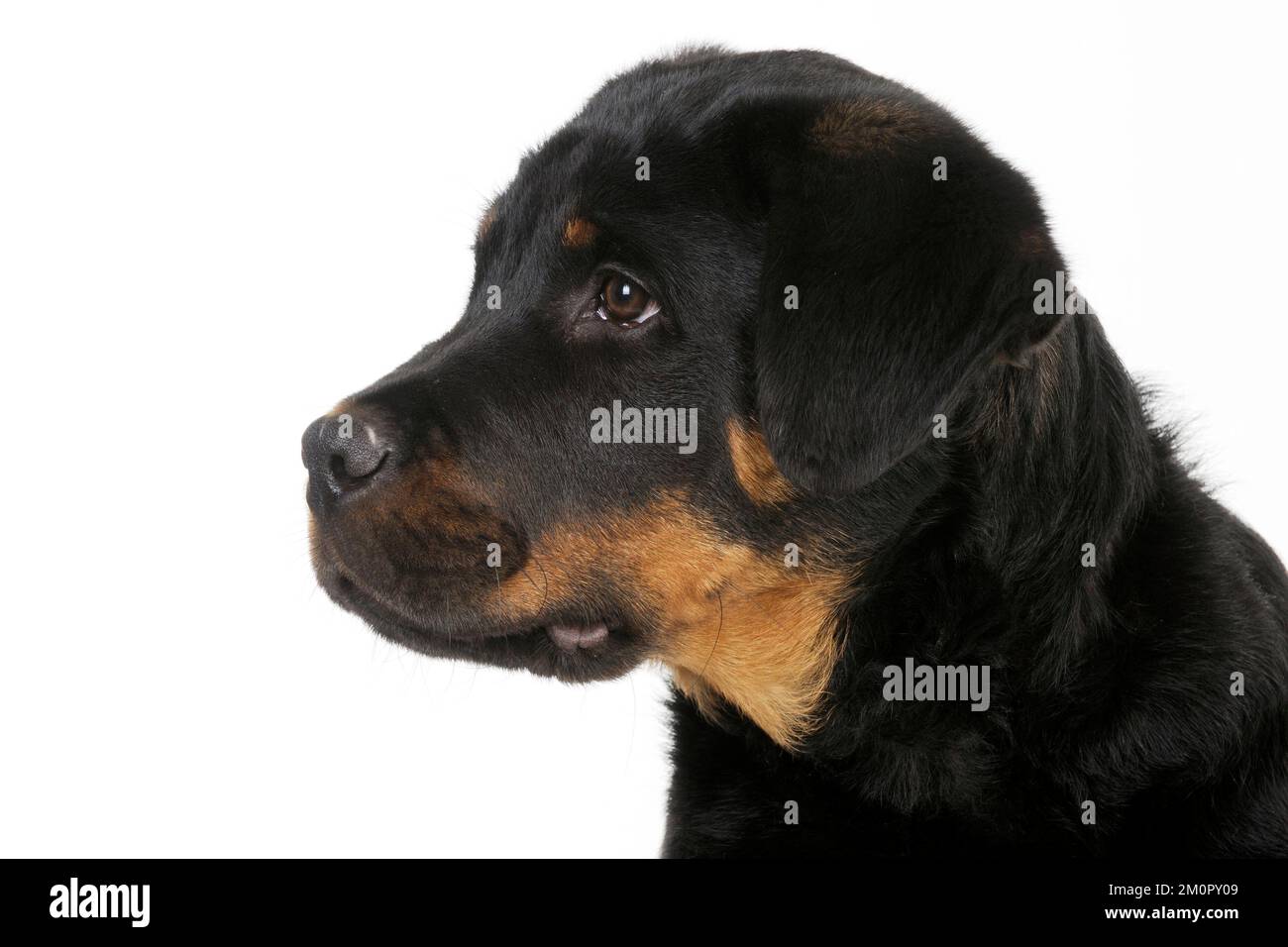 DOG - Bullmastiff  or rottweiler Stock Photo