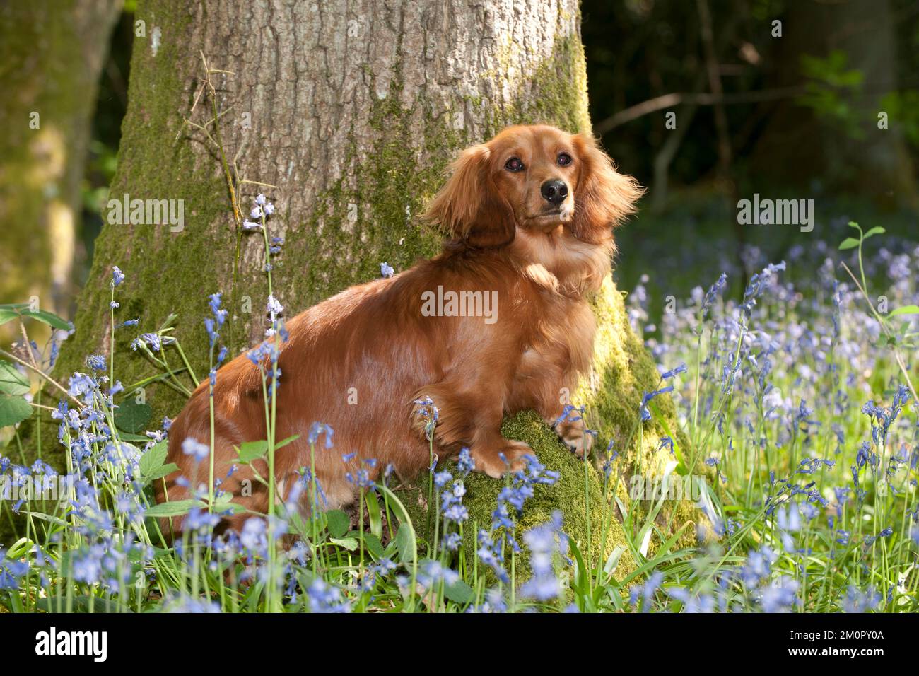 DOG Miniature long haired dachshund sitting in bluebells Stock Photo