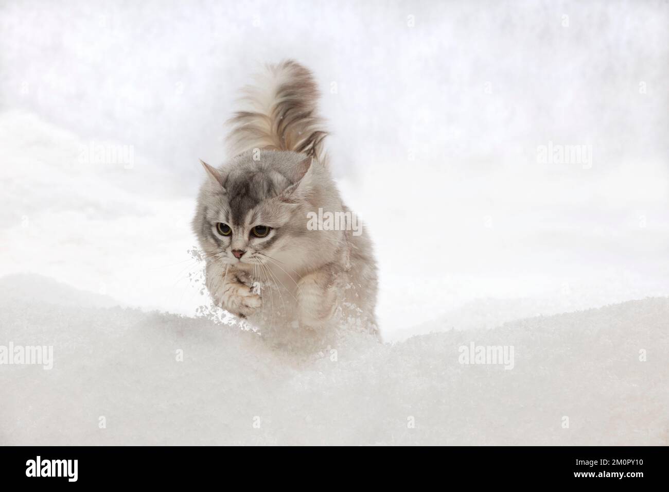 CAT - Tiffanie cat jumping in snow Stock Photo