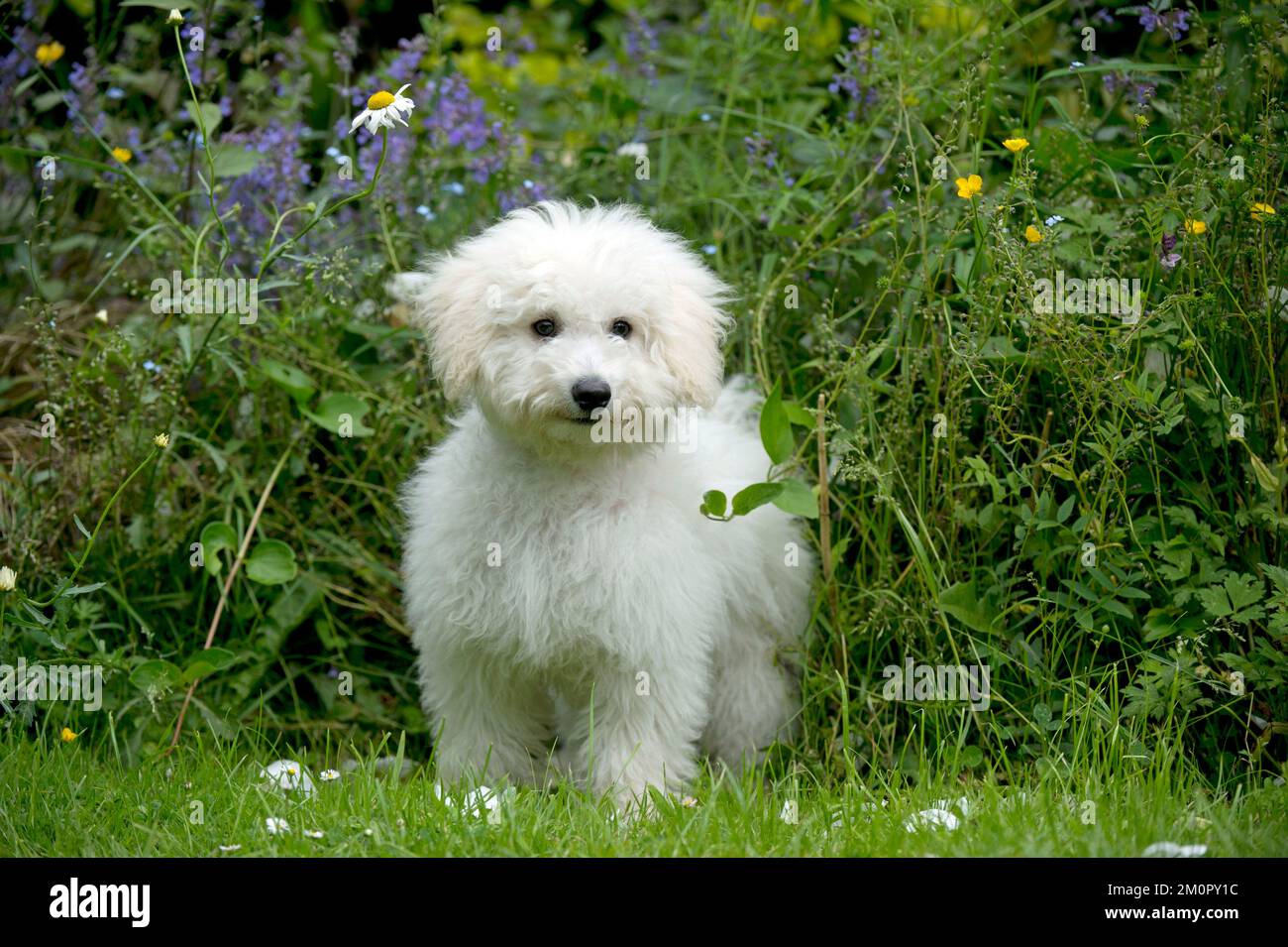 DOG - Bichon Frise X Poodle standing in garden Stock Photo