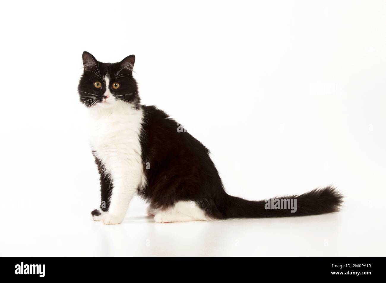 CAT - Black and white cat sitting Stock Photo