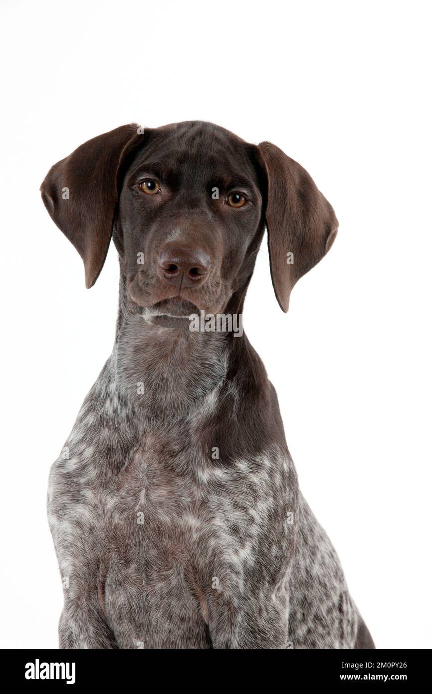 DOG - German Shorthaired Pointer (head shot) Stock Photo