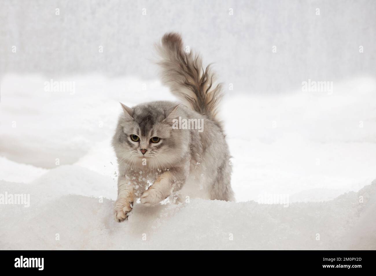 CAT - Tiffanie cat jumping in snow Stock Photo