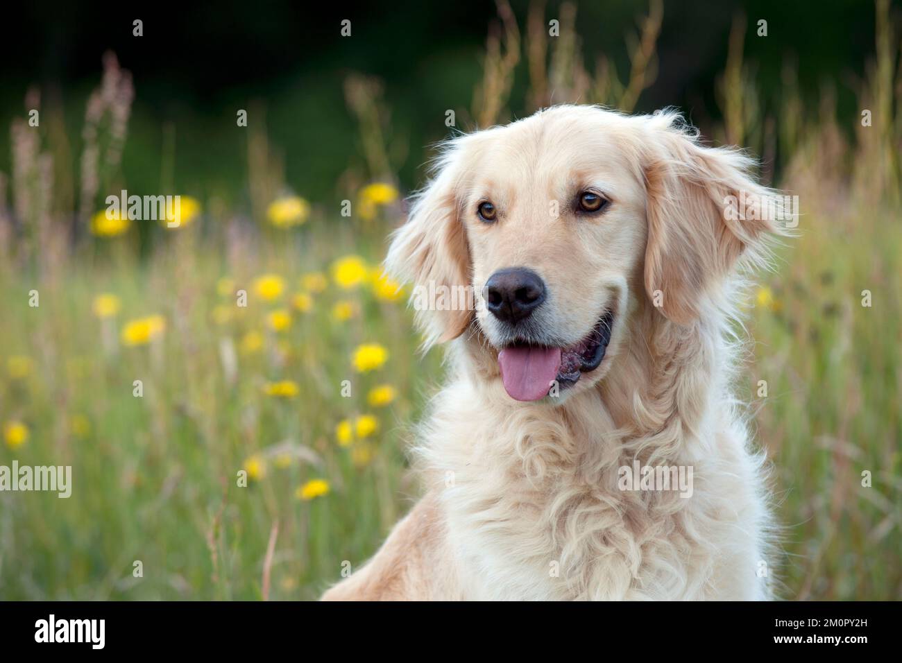 DOG Golden retriever (head shot Stock Photo Alamy