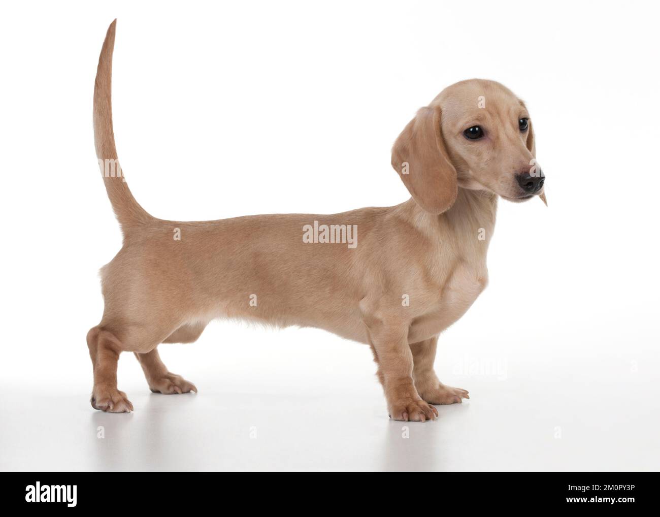 DOG - Short haired dachshund standing Stock Photo