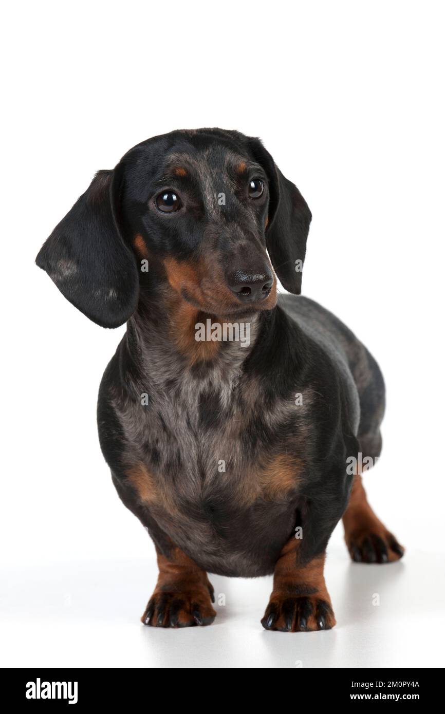 DOG - Short haired dachshund Stock Photo