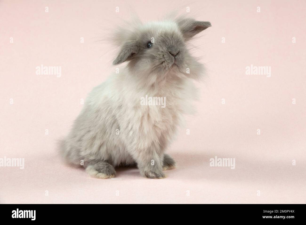 RABBIT Dwarf rabbit Stock Photo Alamy