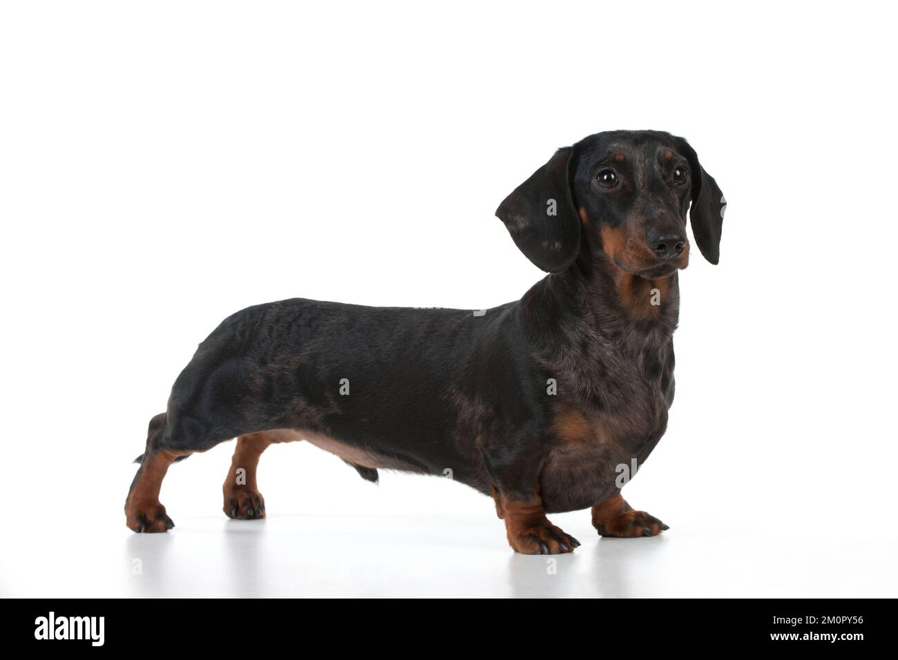 DOG - Short haired dachshund standing Stock Photo