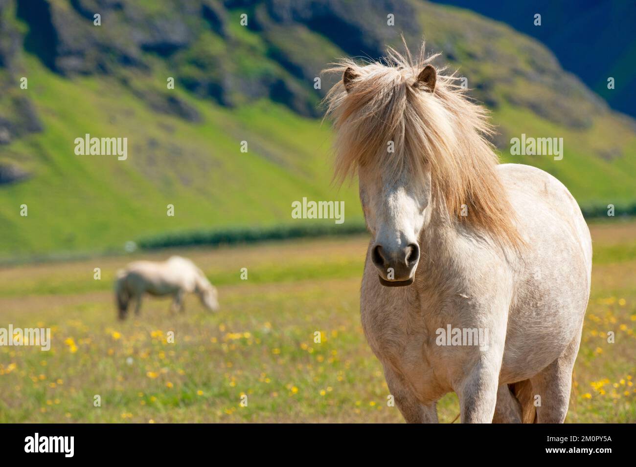 Icelandic Horses Iceland Stock Photo Alamy