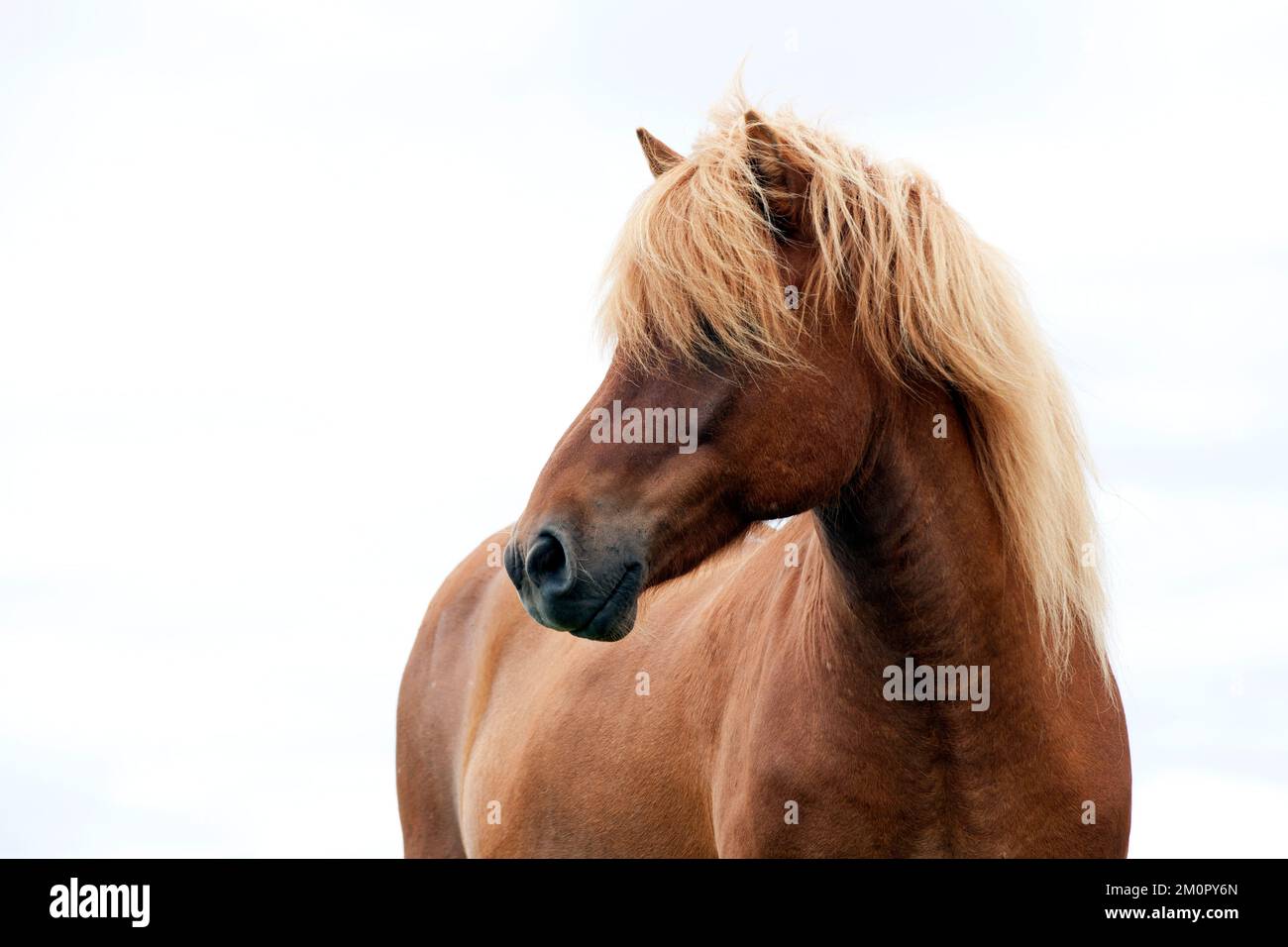 Icelandic Horse Iceland Stock Photo