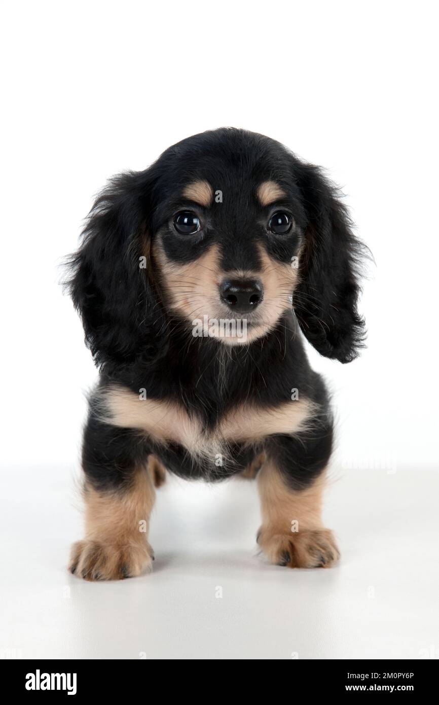 printable-puppy-schedule-8-weeks